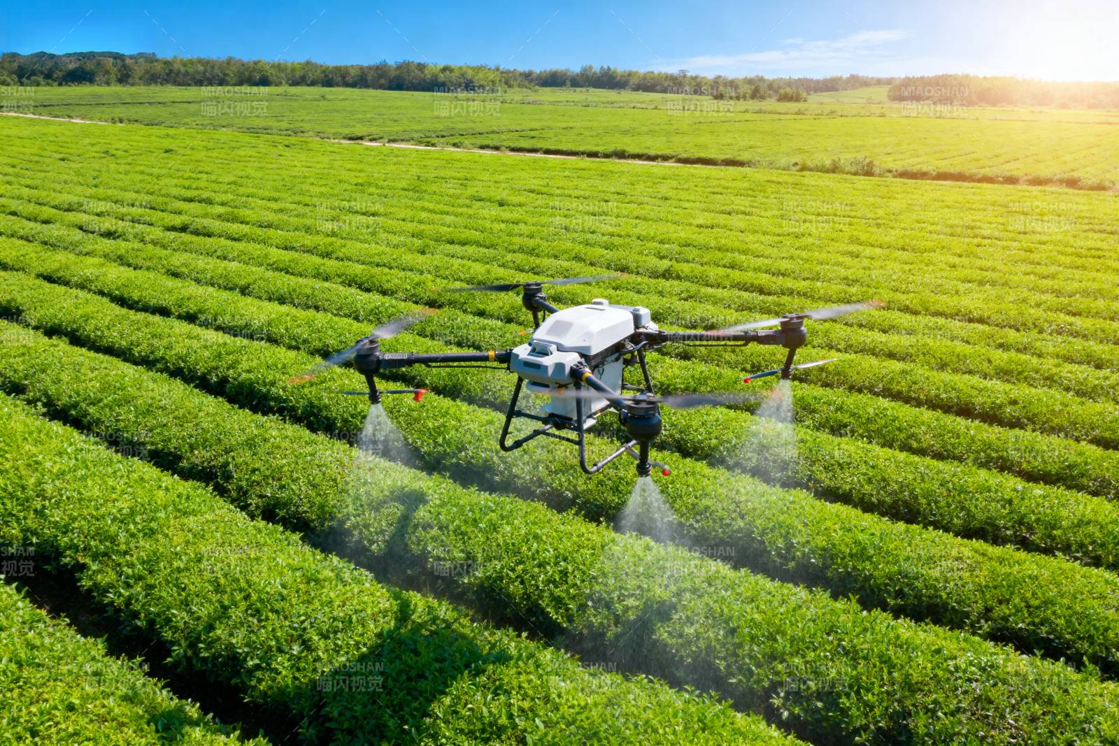 无人机喷洒茶园图片