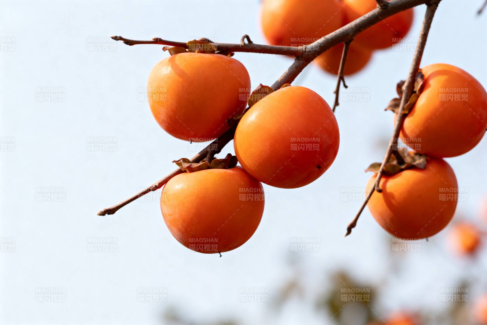 柿子挂枝头图片