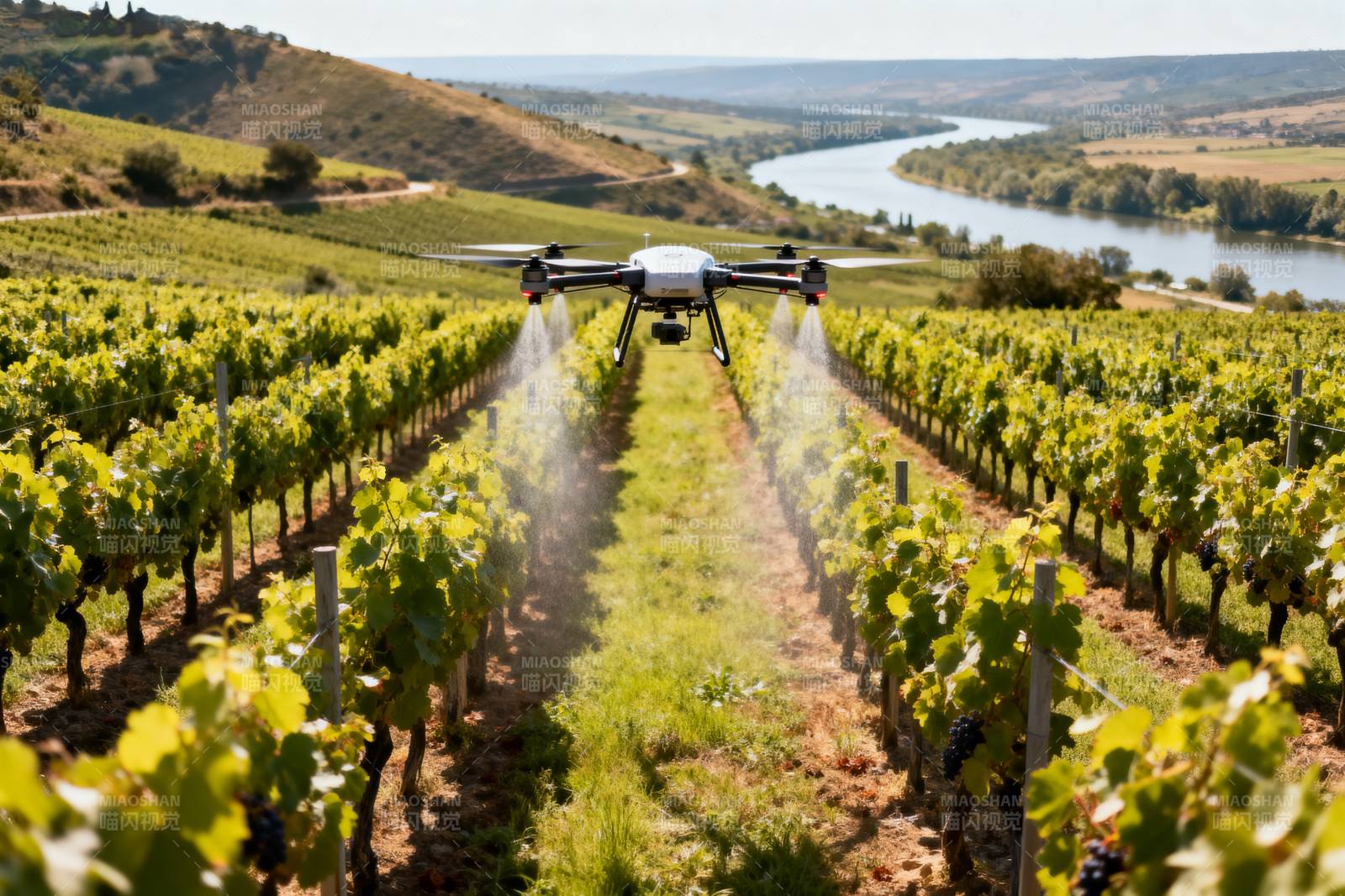 无人机喷洒葡萄园图片