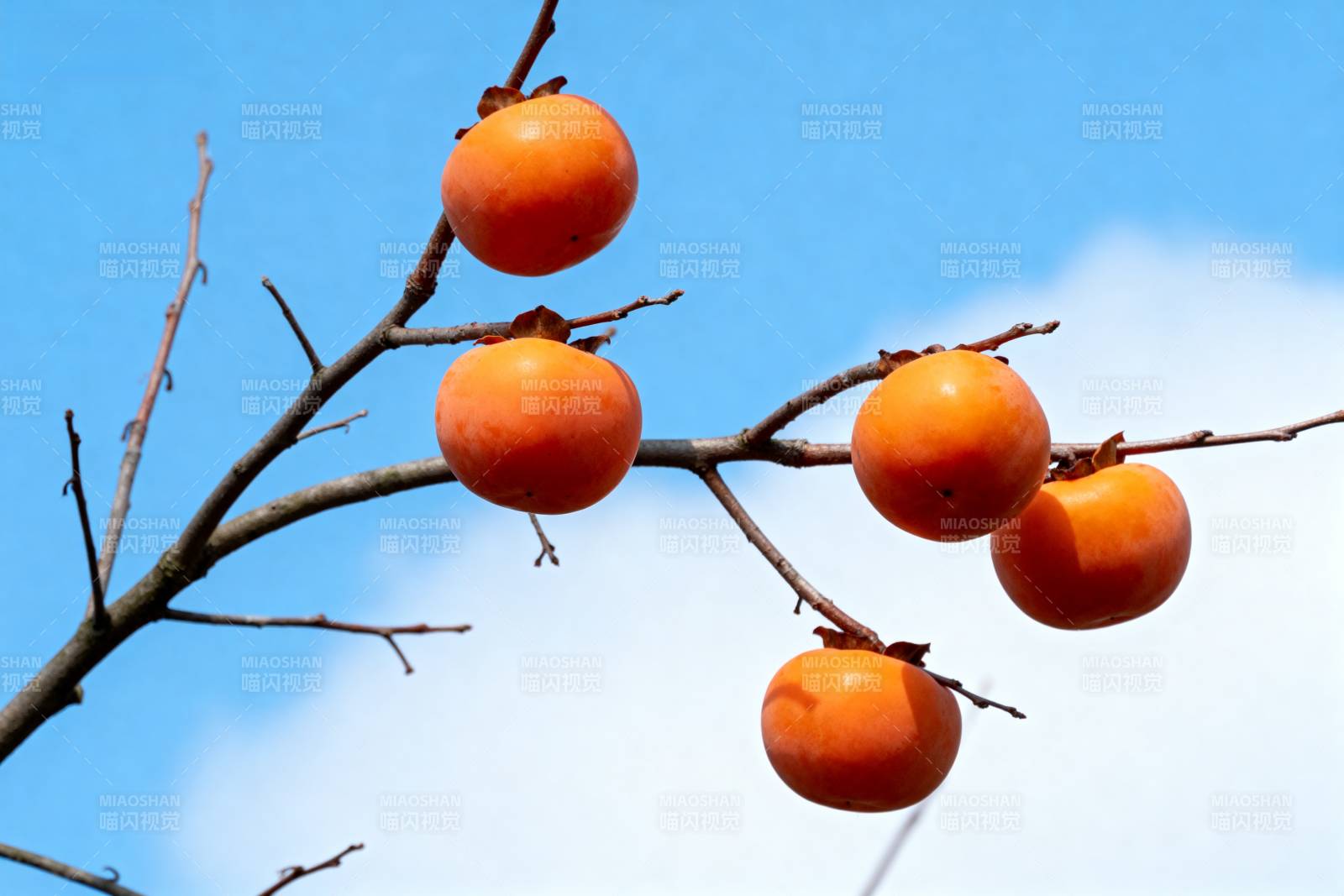 柿子挂枝头图片