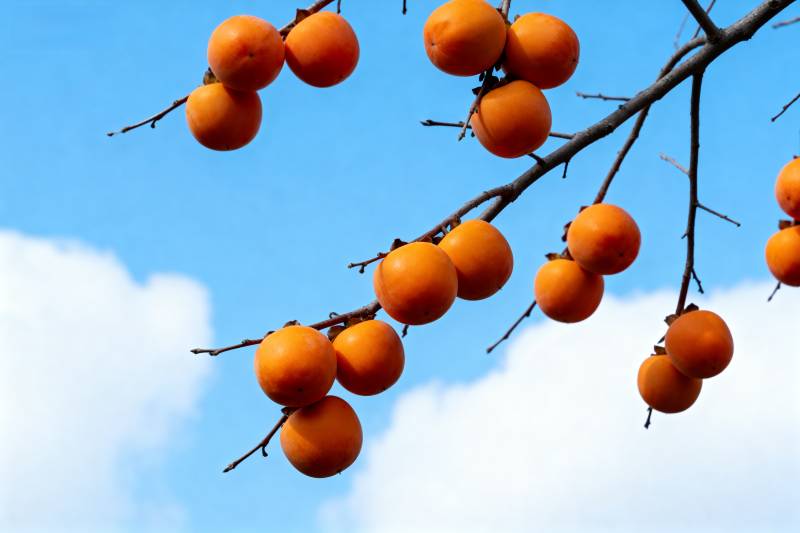 柿子挂枝头图片