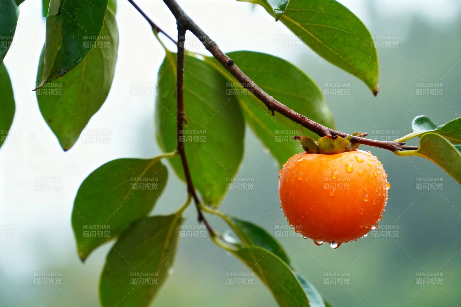 雨后柿子挂枝头图片