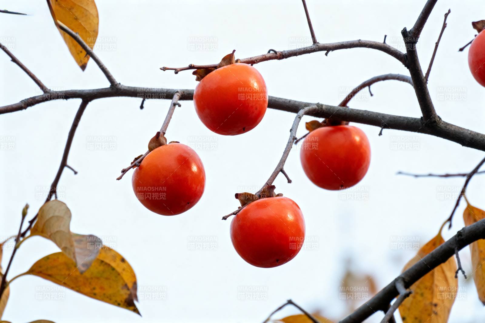柿子挂枝头图片