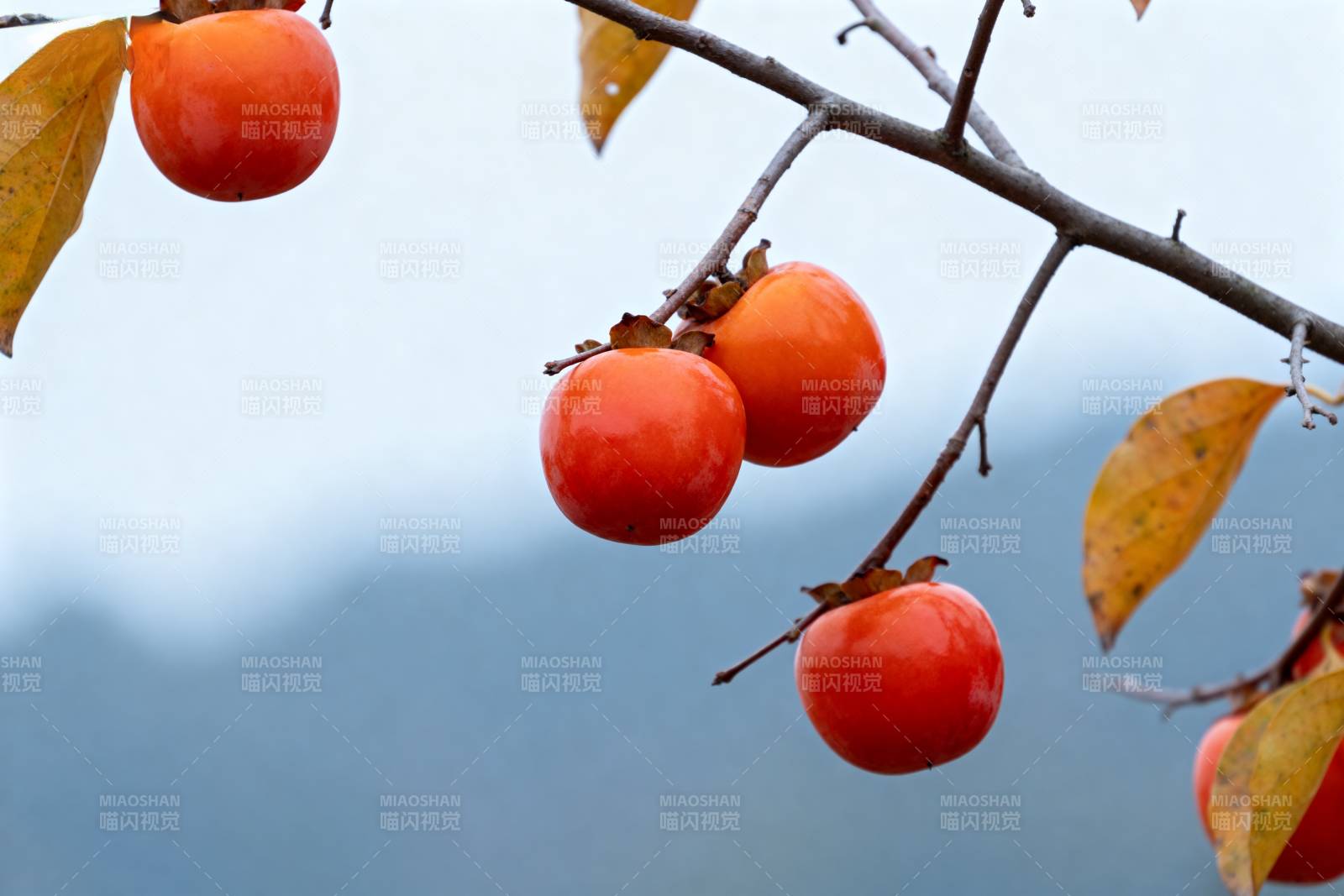 柿子挂枝头图片