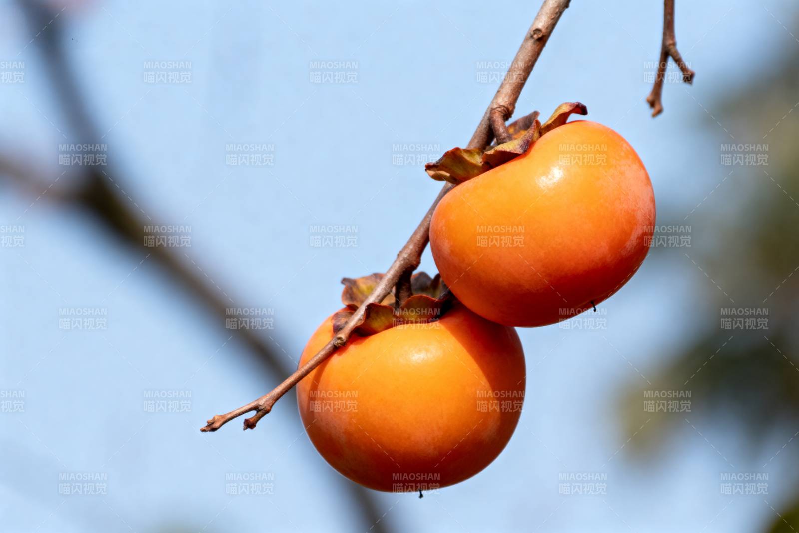 枝头双柿橙黄图片