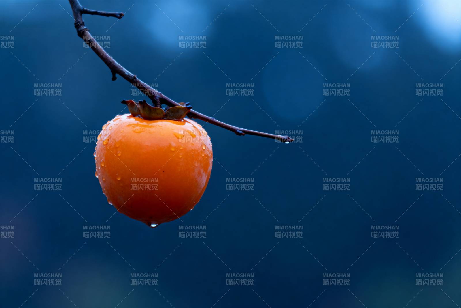 雨后柿子挂枝头图片