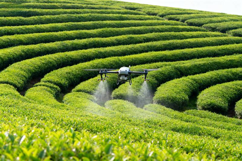 无人机茶园喷洒图片
