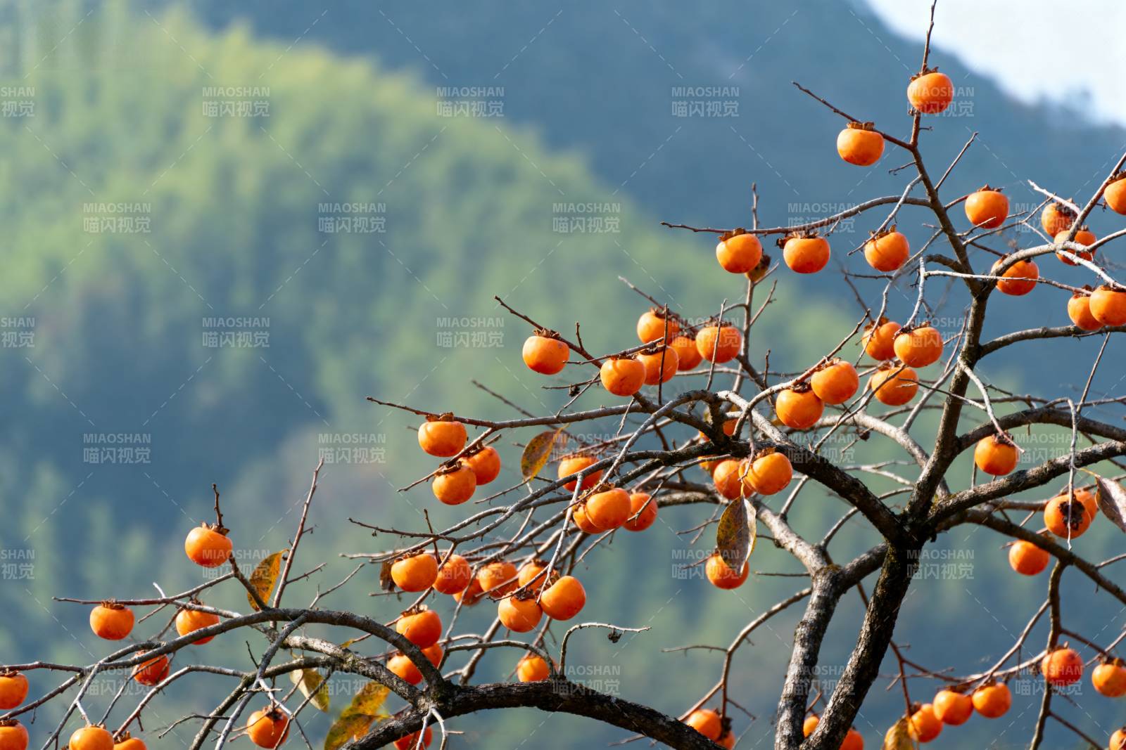 柿子挂枝头图片