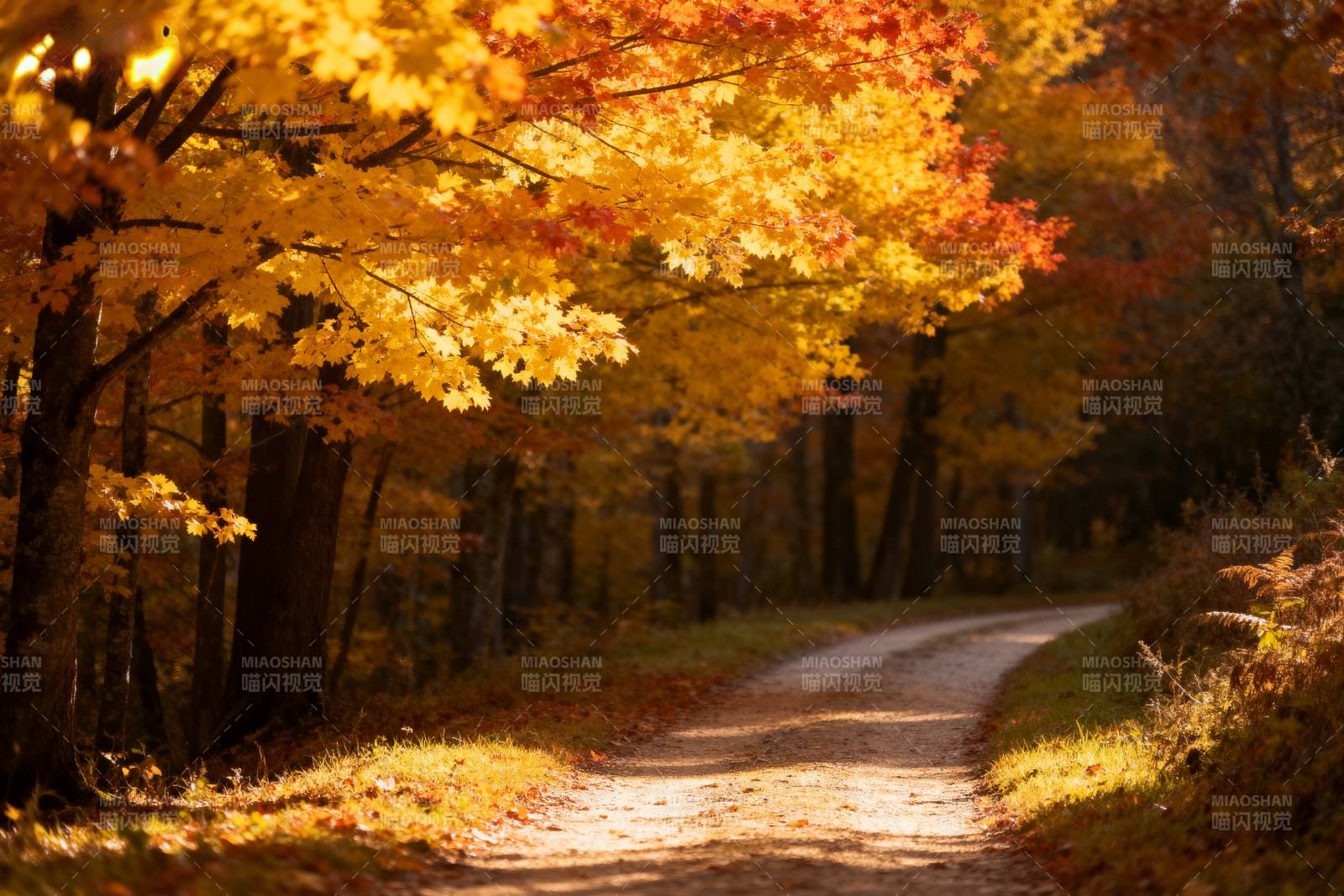 秋日林间小径图片