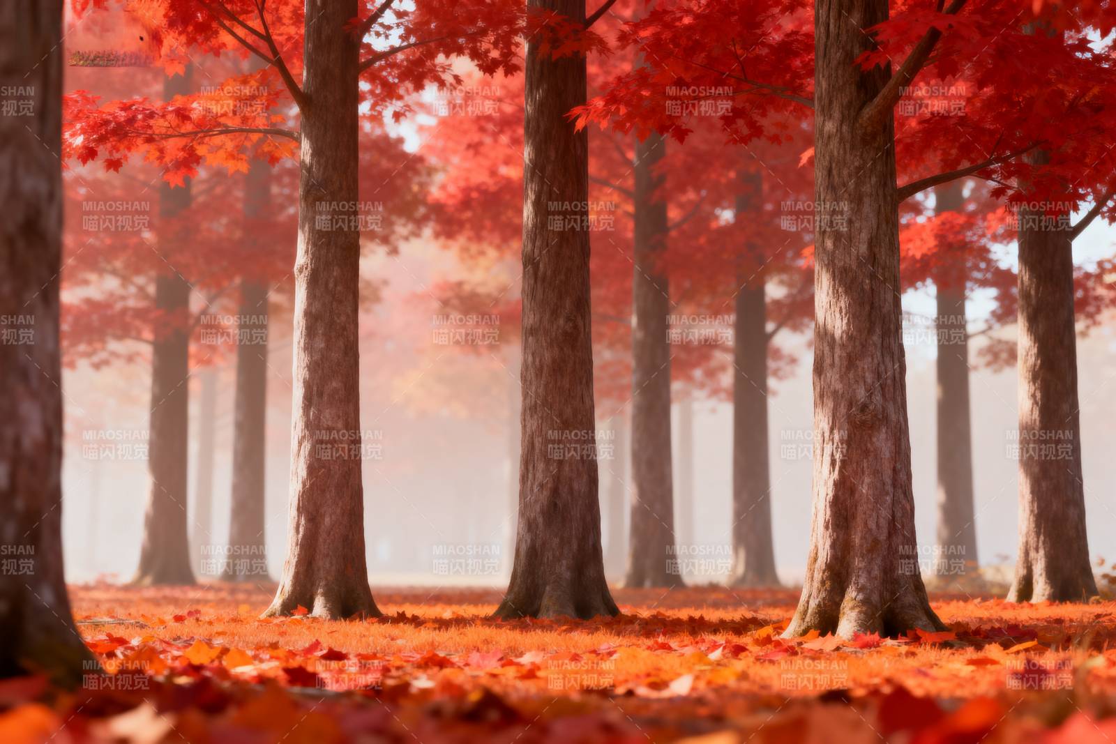 秋林红叶静谧景图片