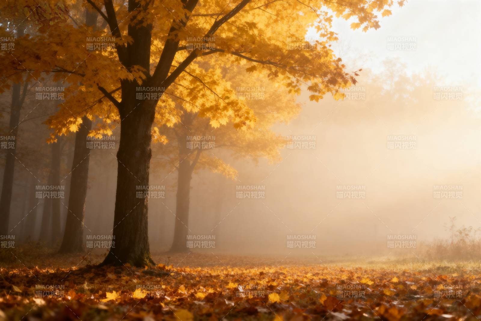 秋雾晨光图片