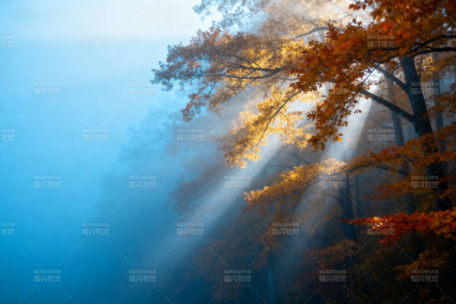 秋雾晨光图片