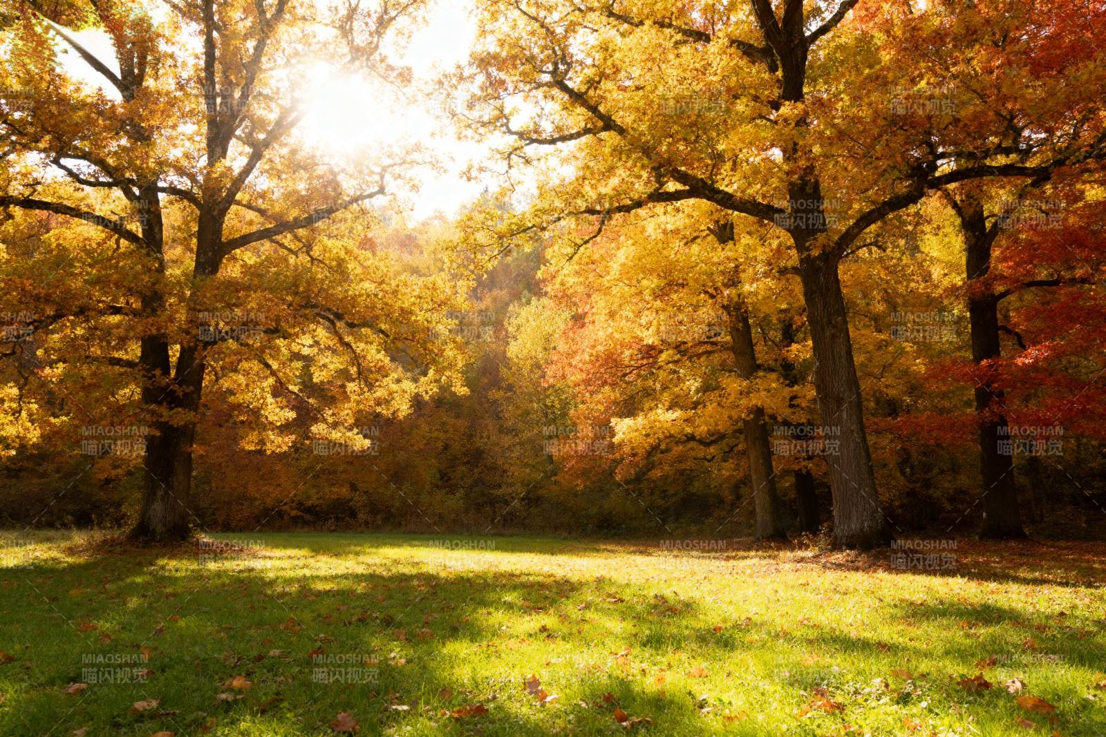 秋日林间光影图片
