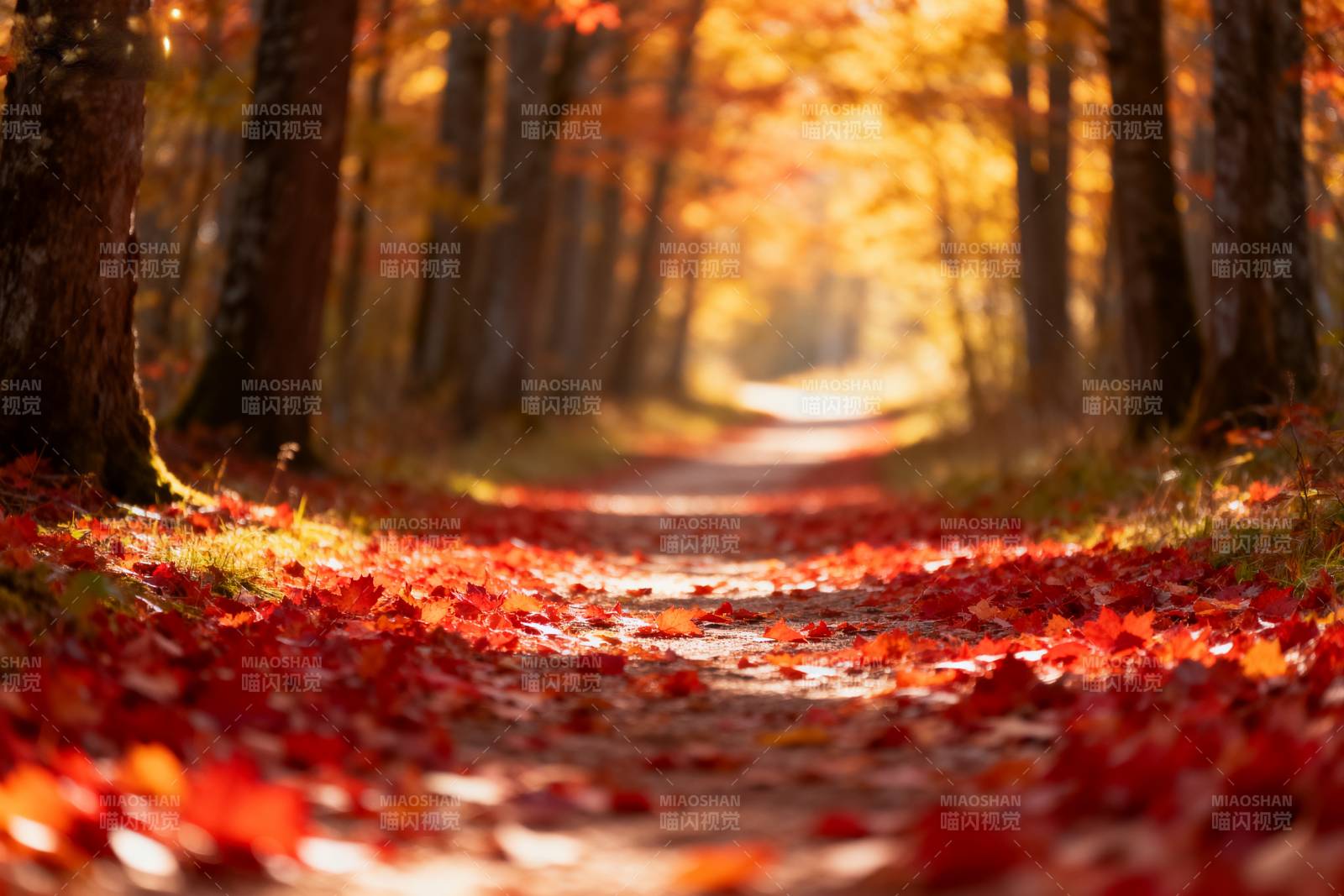 秋林小径落叶纷飞图片