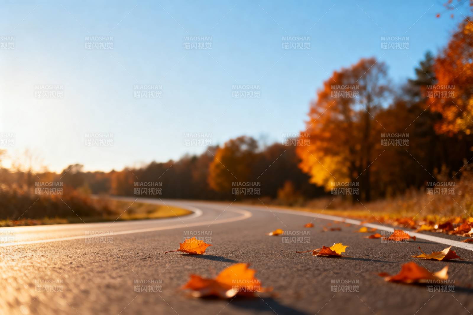 秋日公路落叶景图片