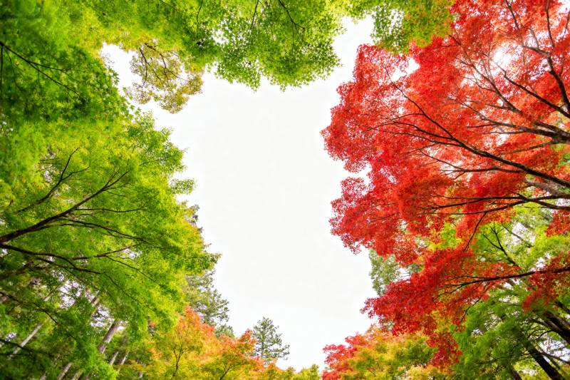 秋色斑斓树冠图片