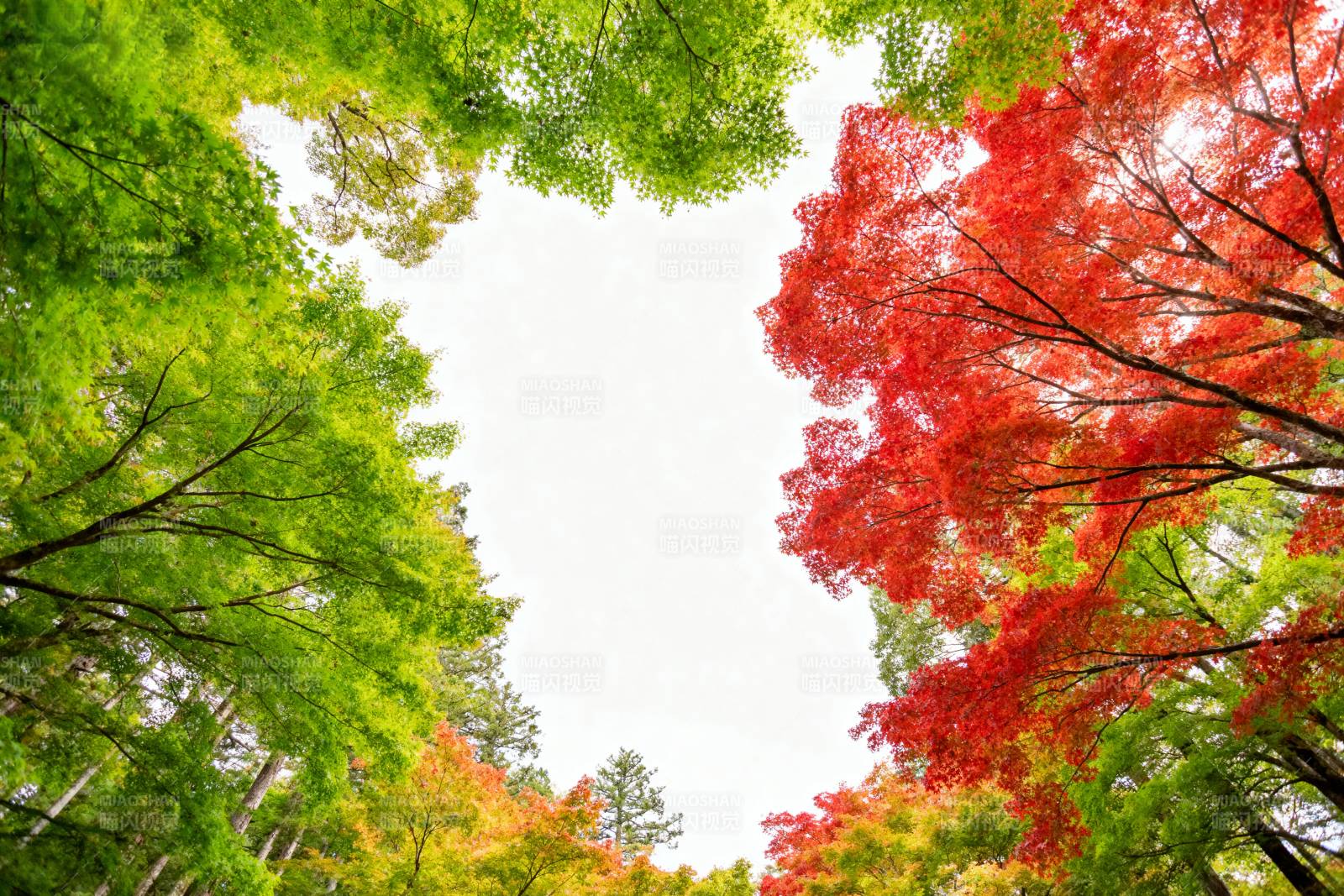 秋色斑斓树冠图片