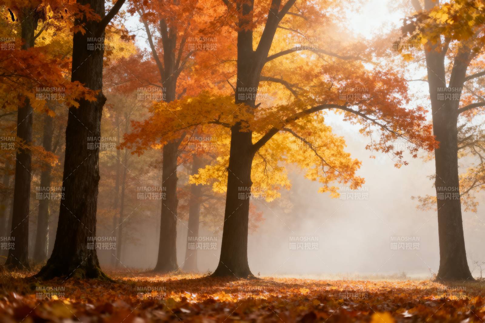 秋林晨雾图片