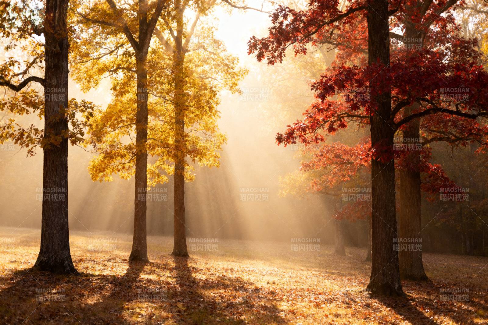 秋日林间光影图片