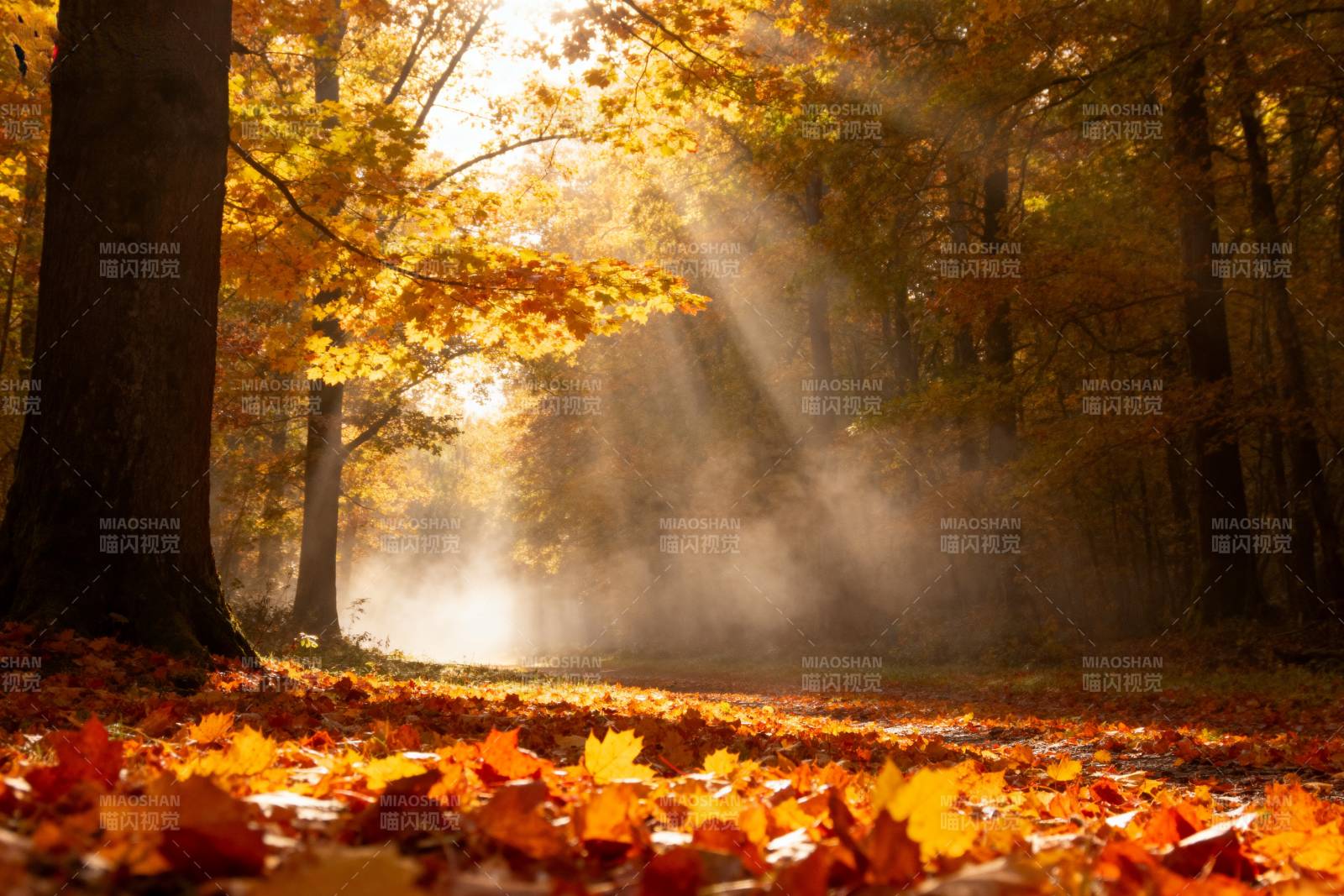 秋林晨光图片