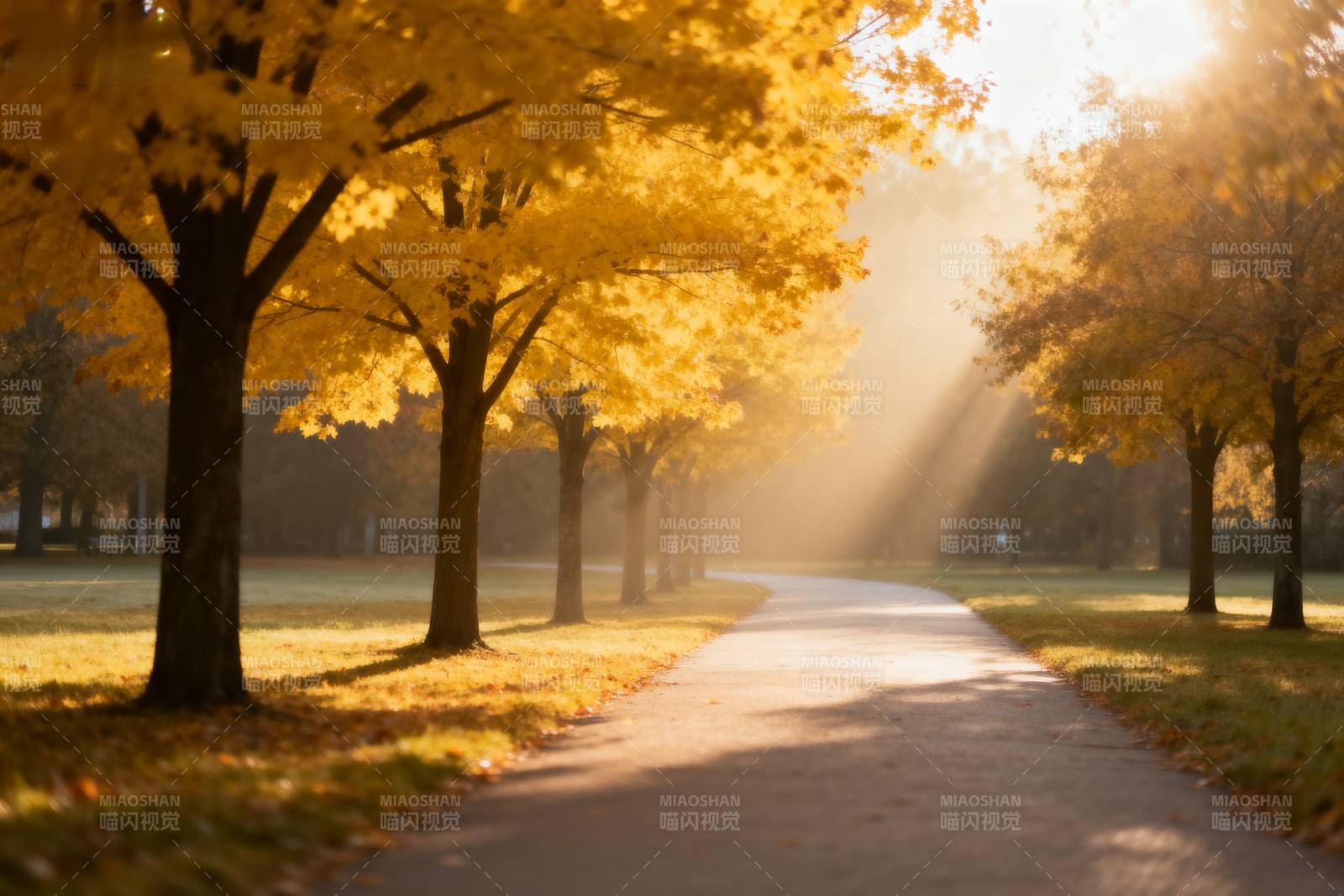 秋日林荫道图片