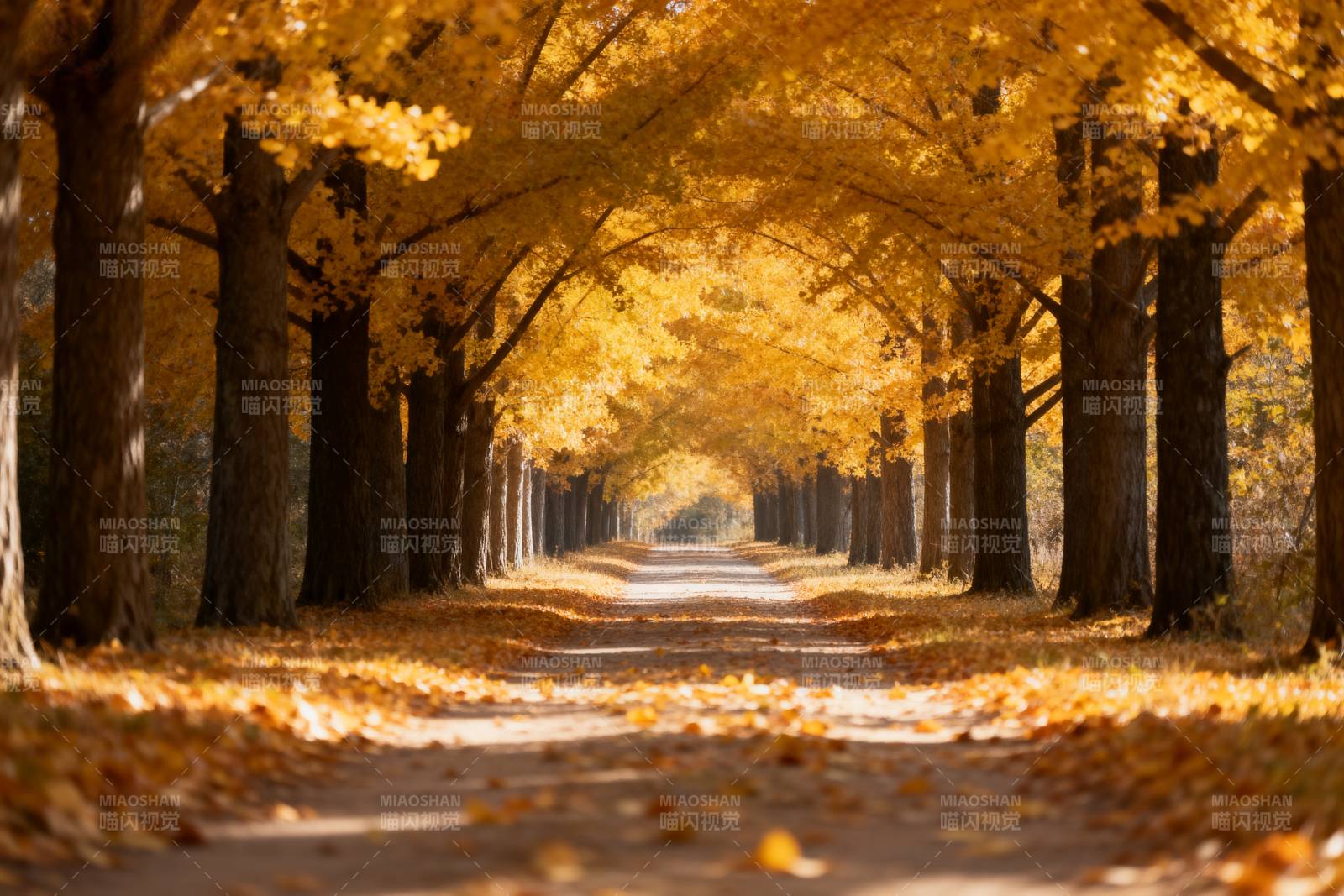 秋日林荫道图片