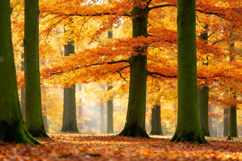 秋林金叶满地图片