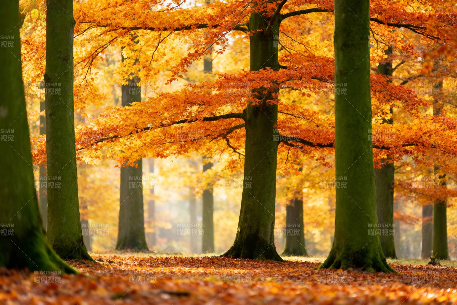 秋林金叶满地图片