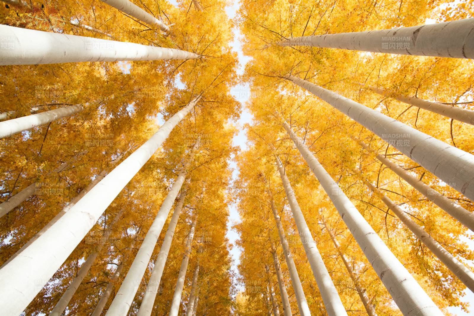 秋日林海仰望图片