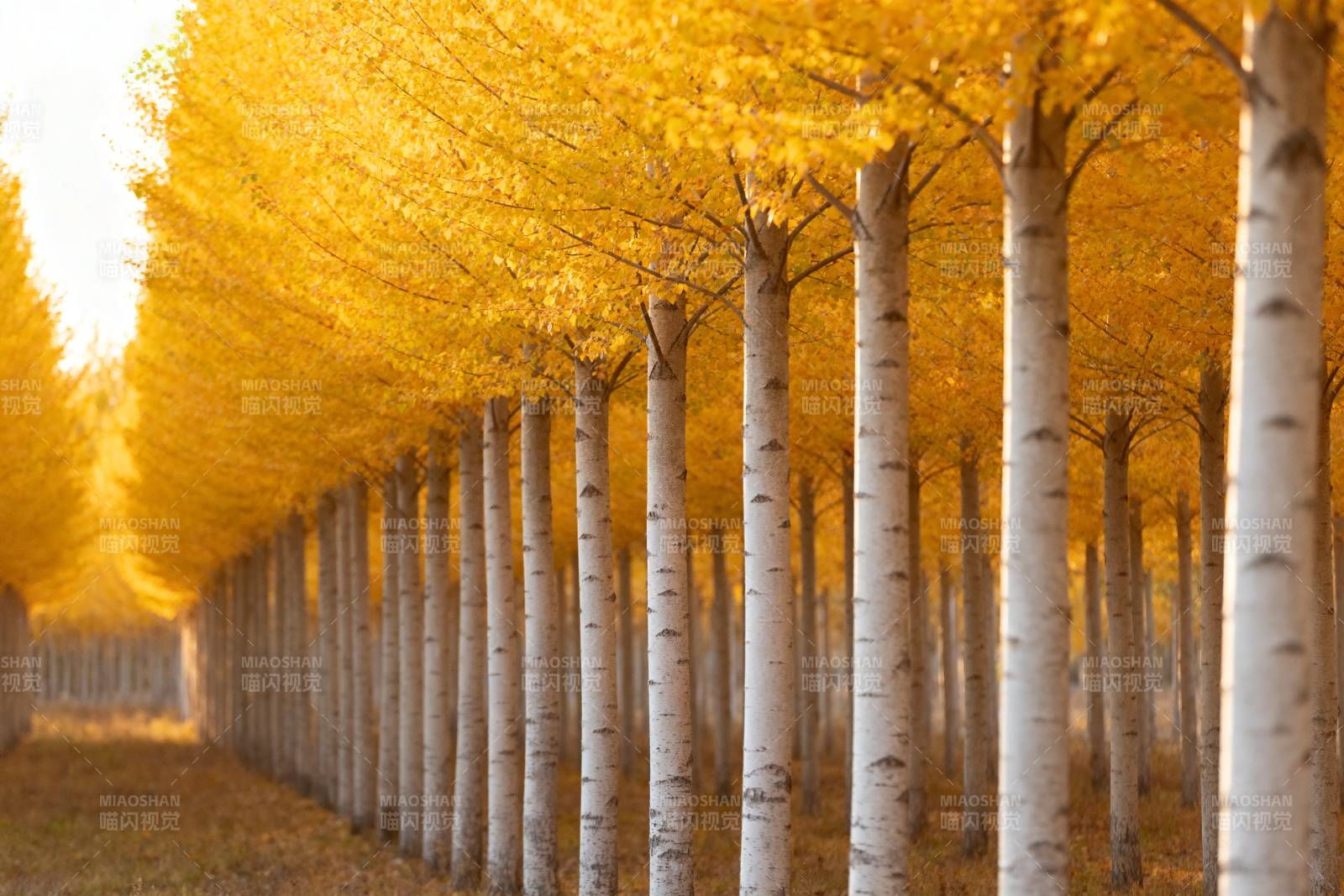 金秋林道美景图片