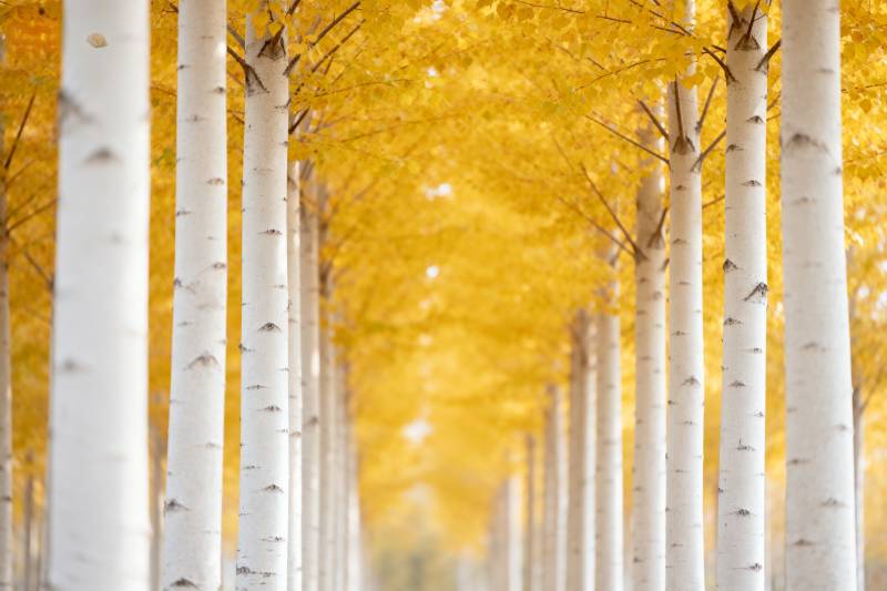 金秋白桦林图片