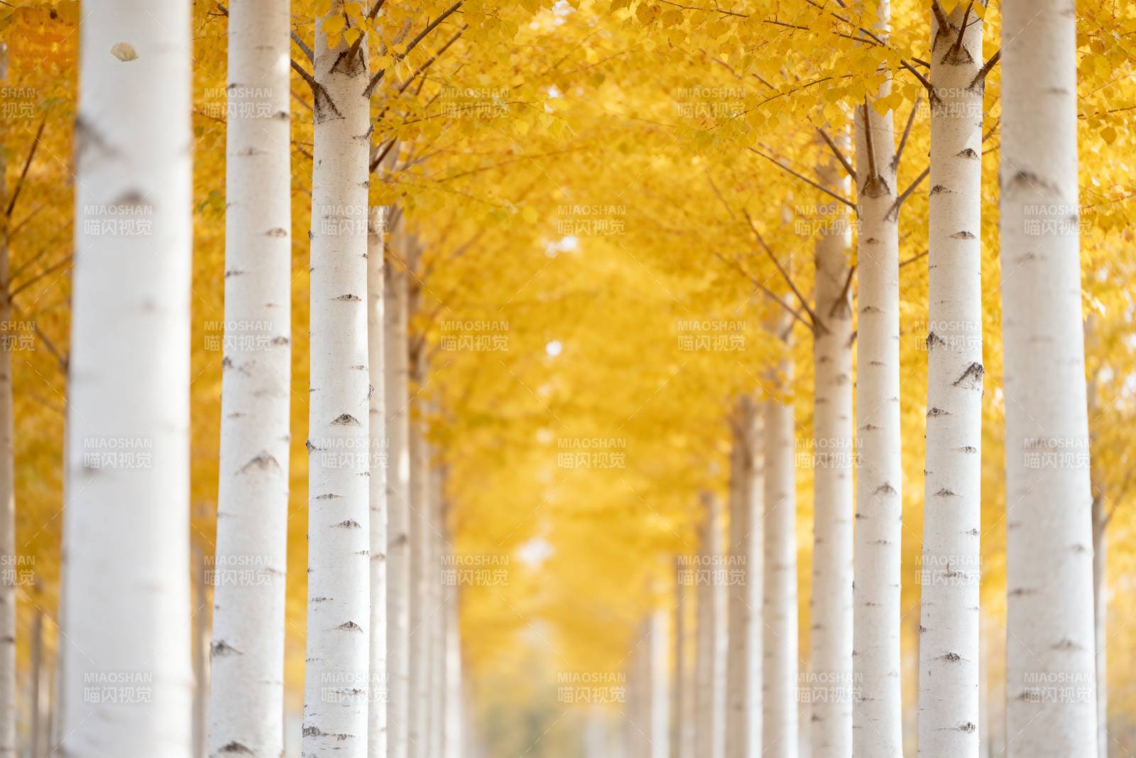 金秋白桦林图片