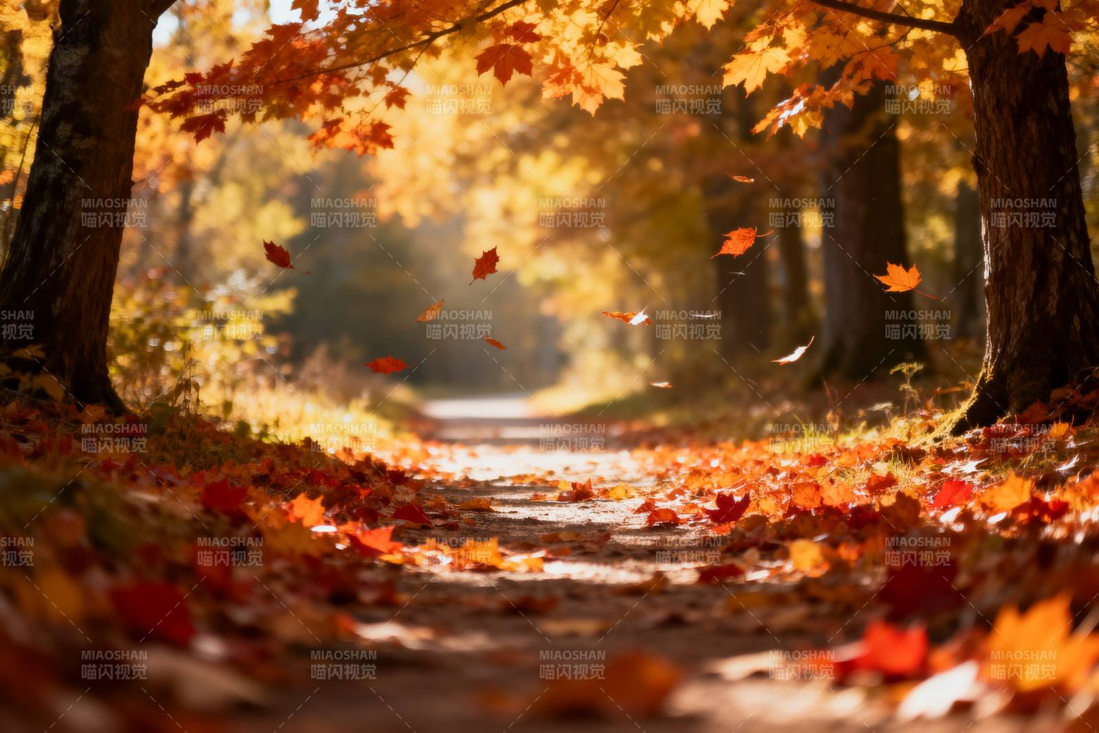 秋叶纷飞小径图片