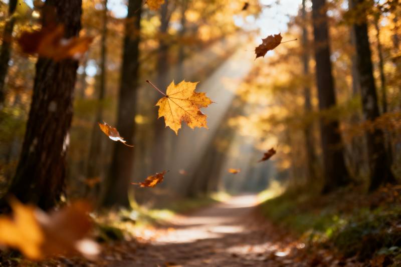 秋林落叶飘金光图片