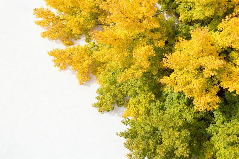 秋叶金黄 绿意盎然图片