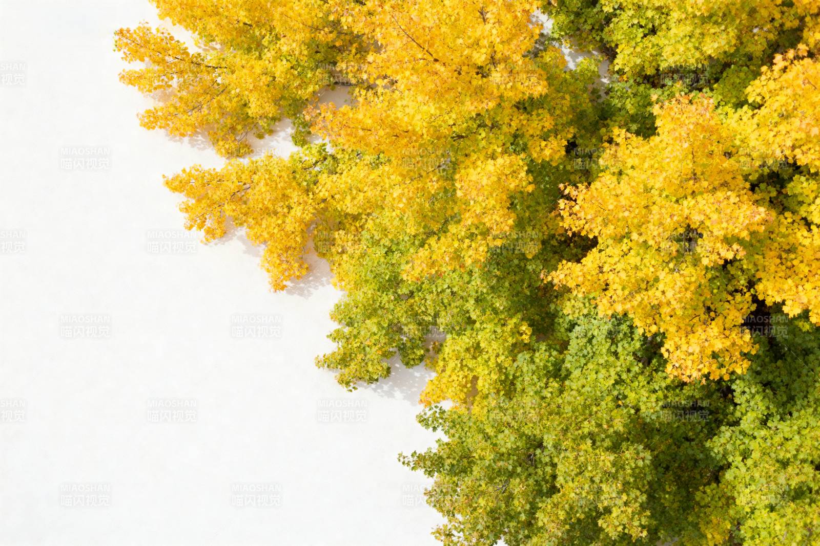 秋叶金黄 绿意盎然图片