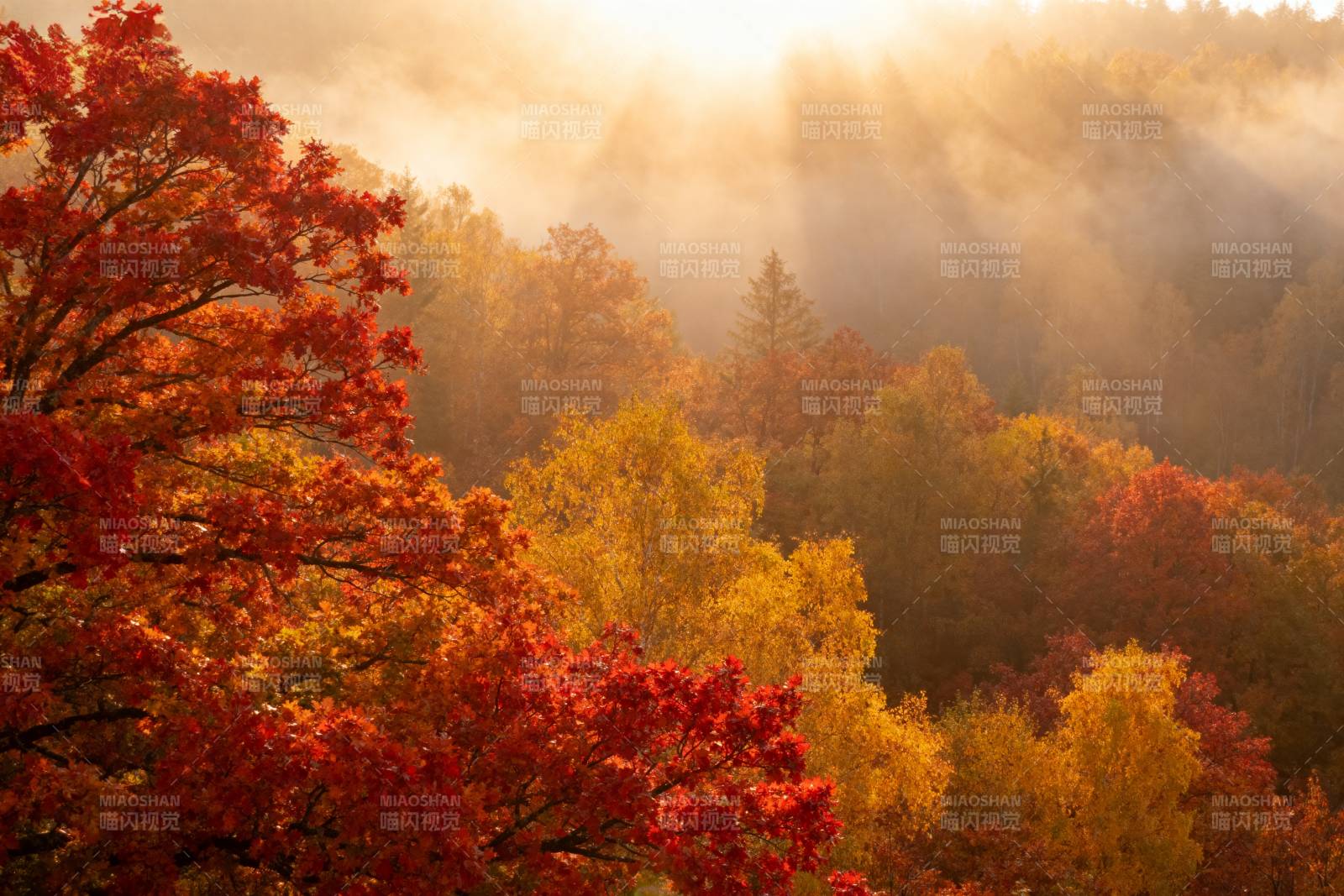 秋林晨光图片