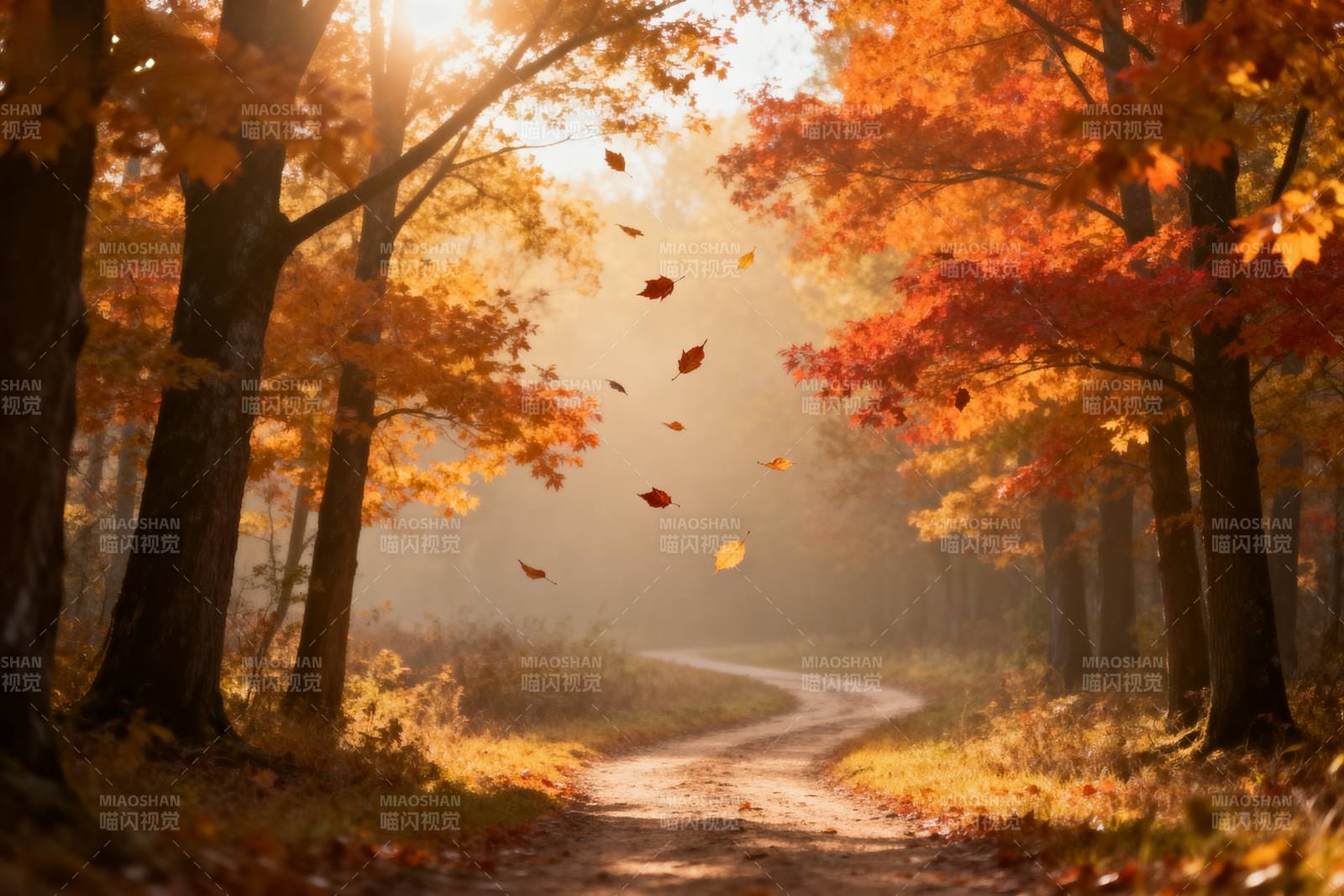 秋日林间小径图片