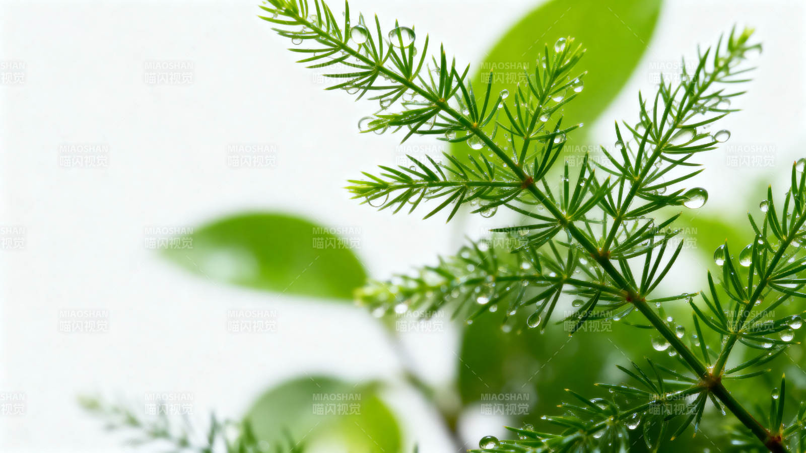 绿叶上的水珠图片