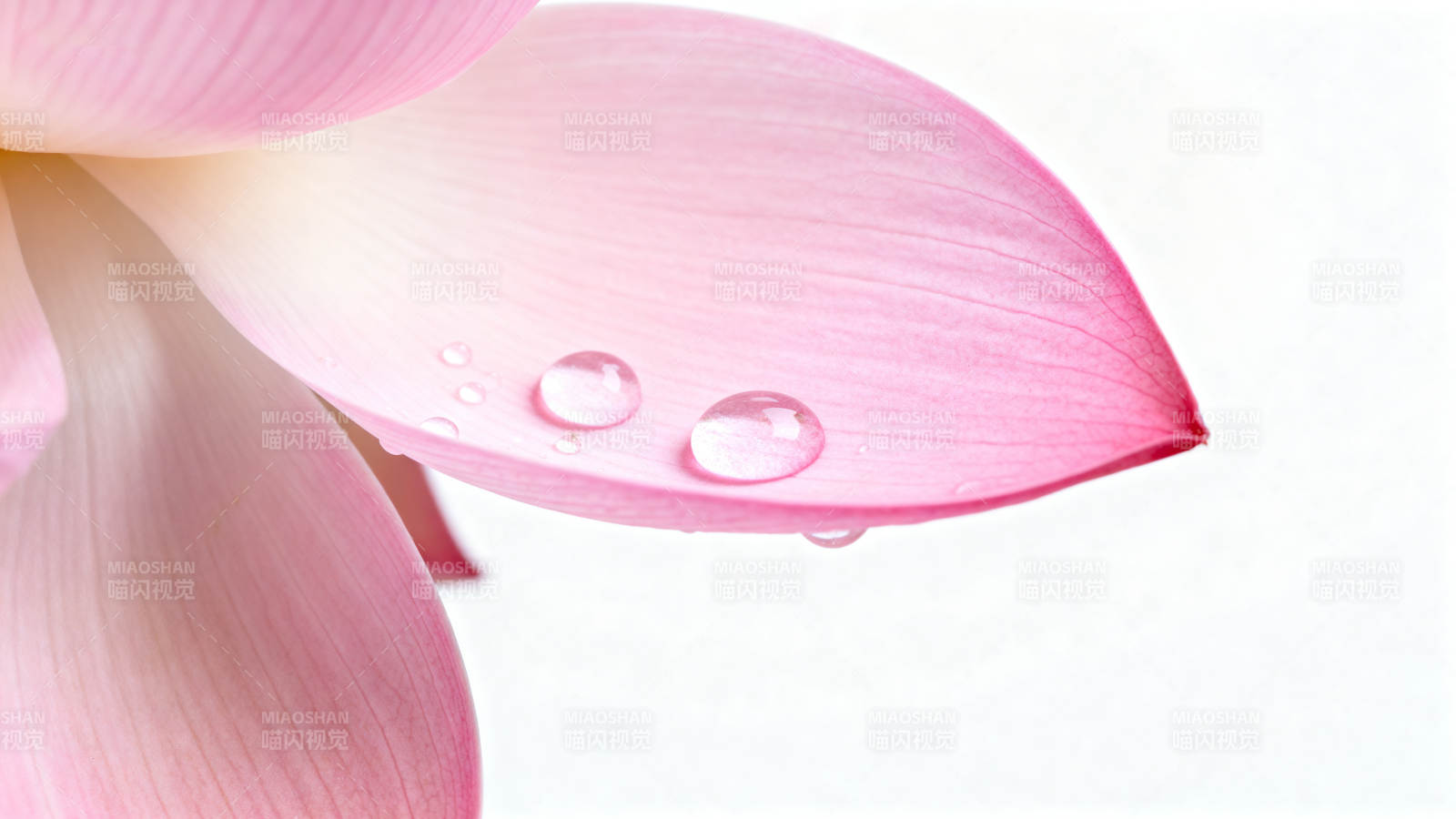 花瓣上的露珠图片