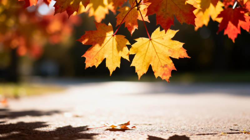 秋叶飘落小径图片