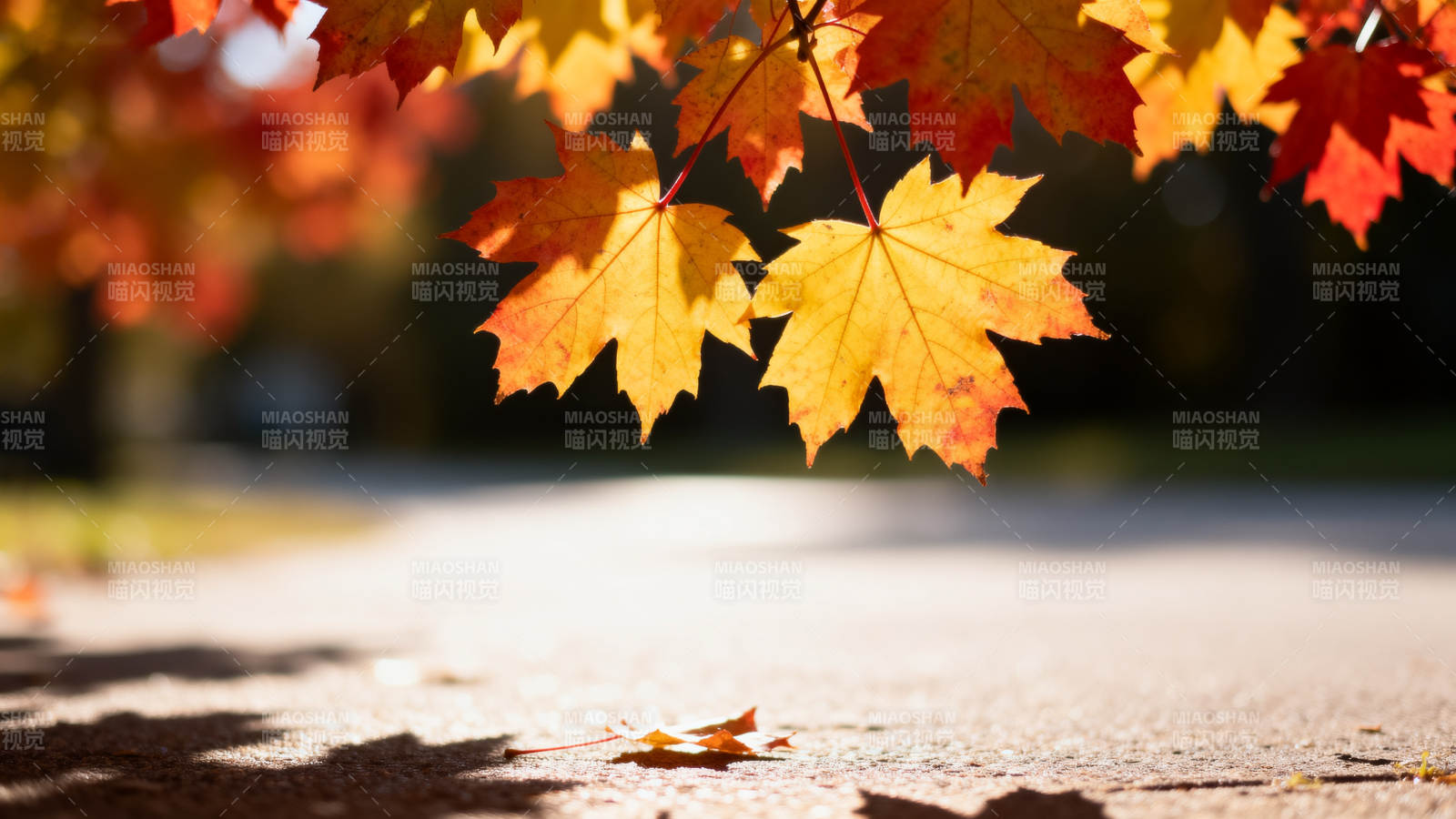 秋叶飘落小径图片