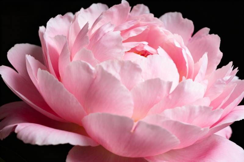 粉嫩牡丹绽放图片