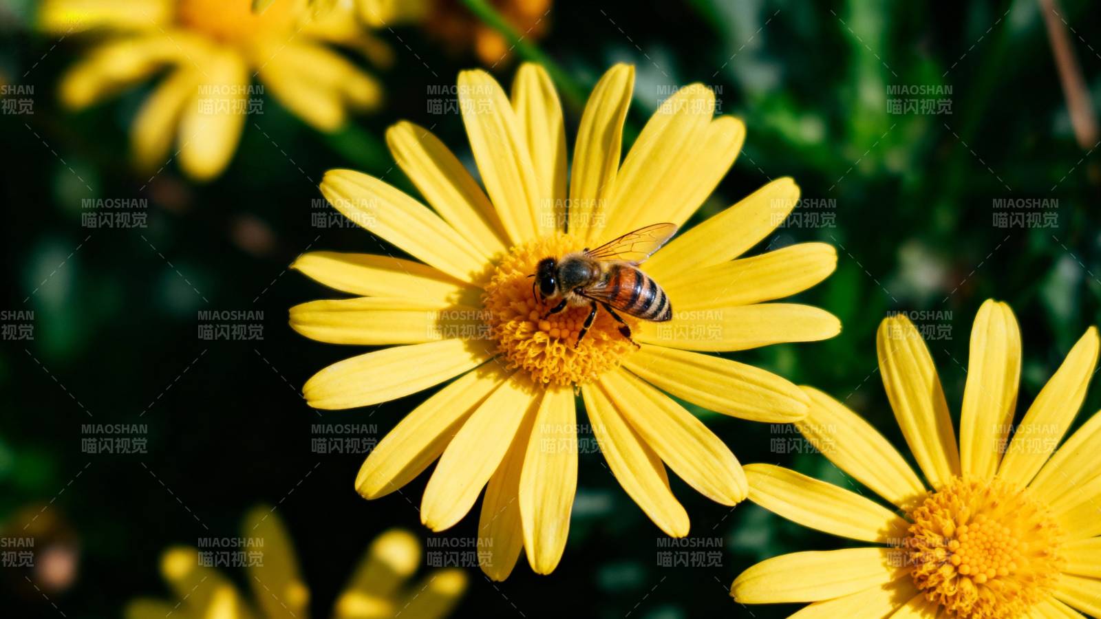 蜜蜂采蜜花丛中图片