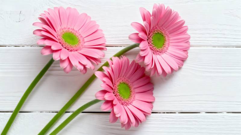 粉红雏菊静谧绽放图片