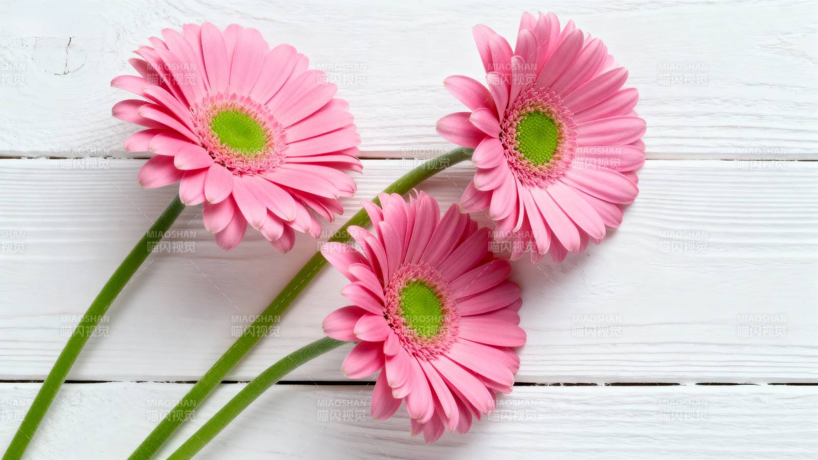 粉红雏菊静谧绽放图片