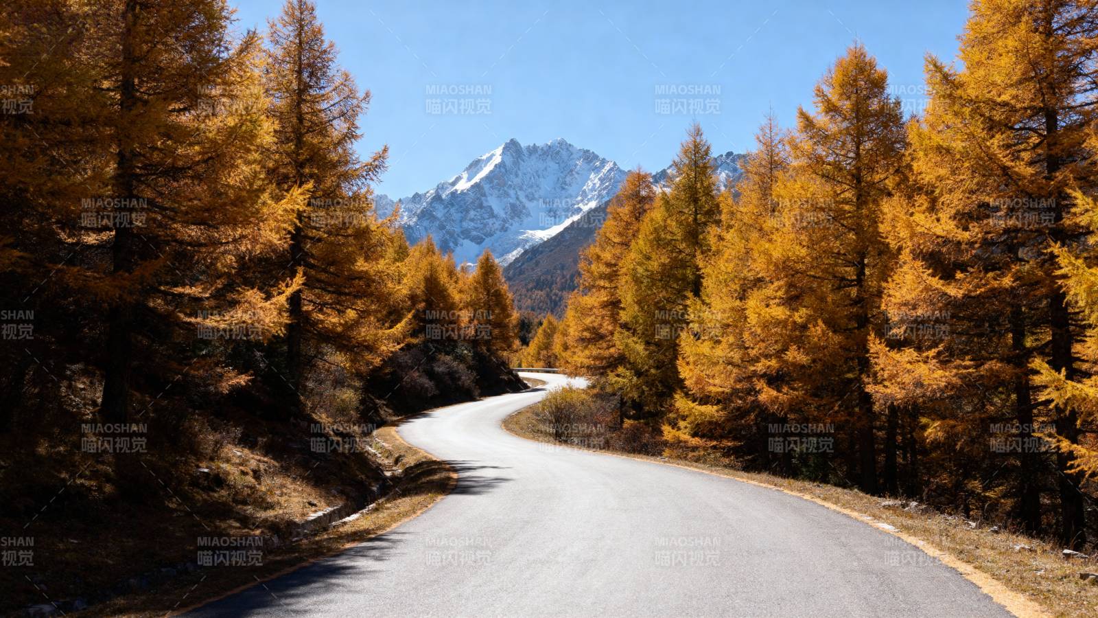 秋林山路 雪山远眺图片