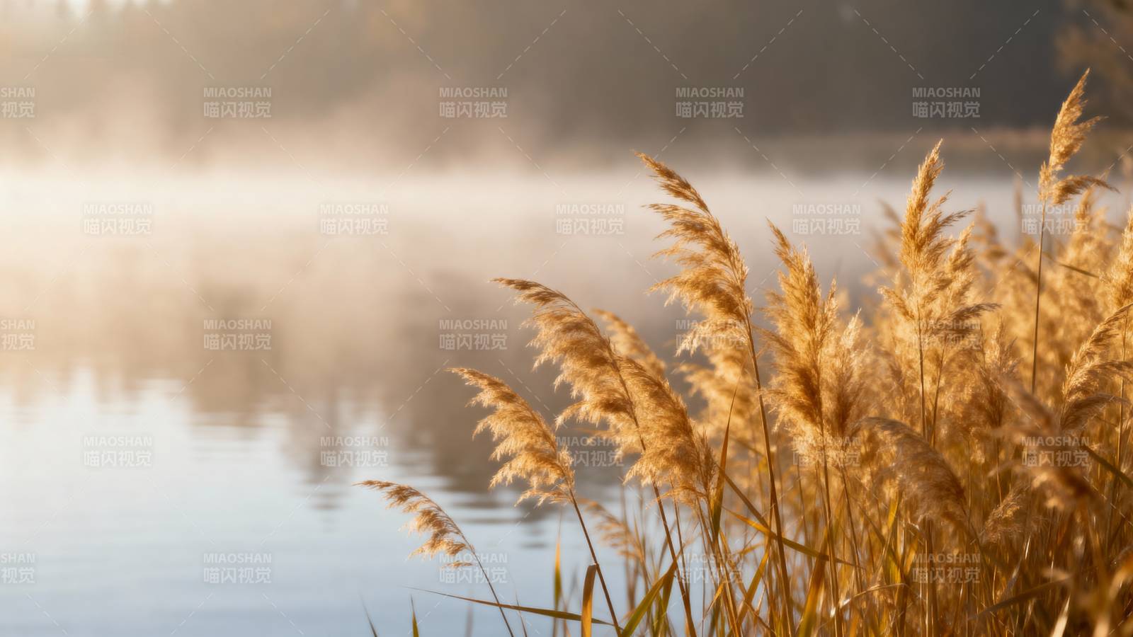 晨雾湖畔芦苇图片