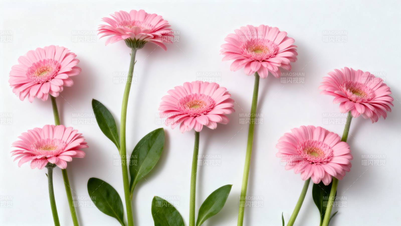 粉红雏菊绽放图片