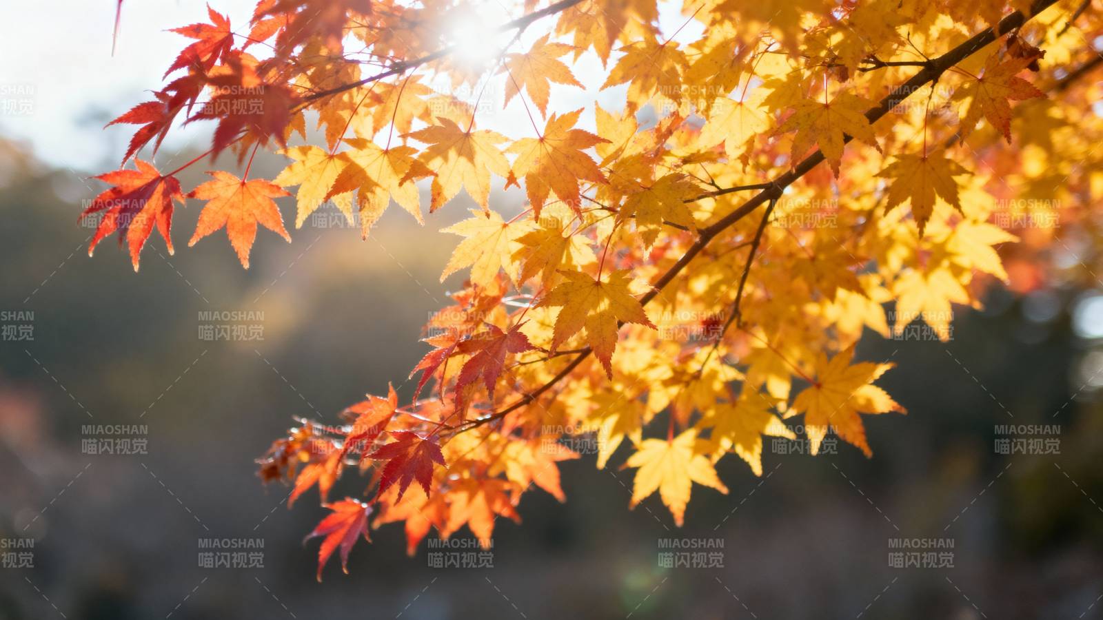 秋叶映光图片
